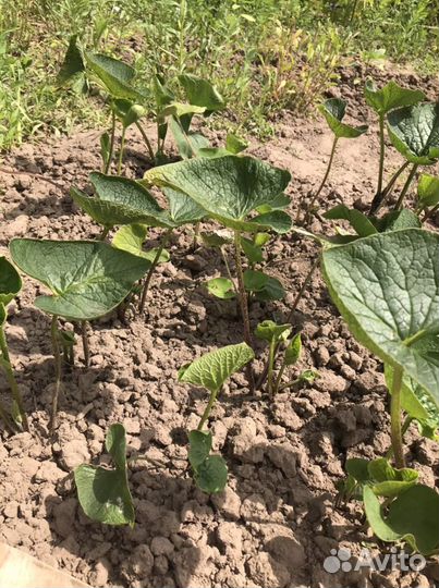 Брунера (ранний многолетник)