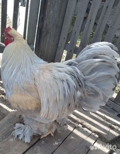 Инкубационное яйцо, петухи, молодки