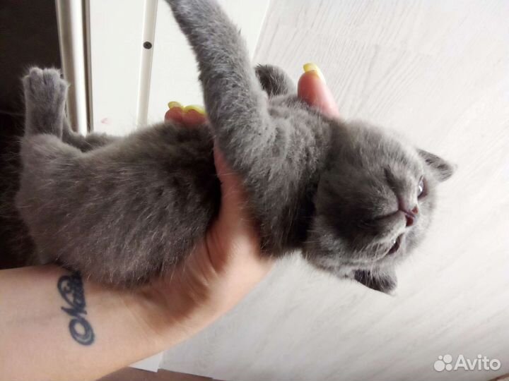Котенок серый