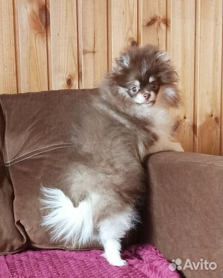 Померанчик редкого окраса