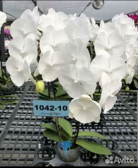 Орхидеи биг липы