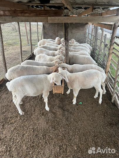 Овцы бараны