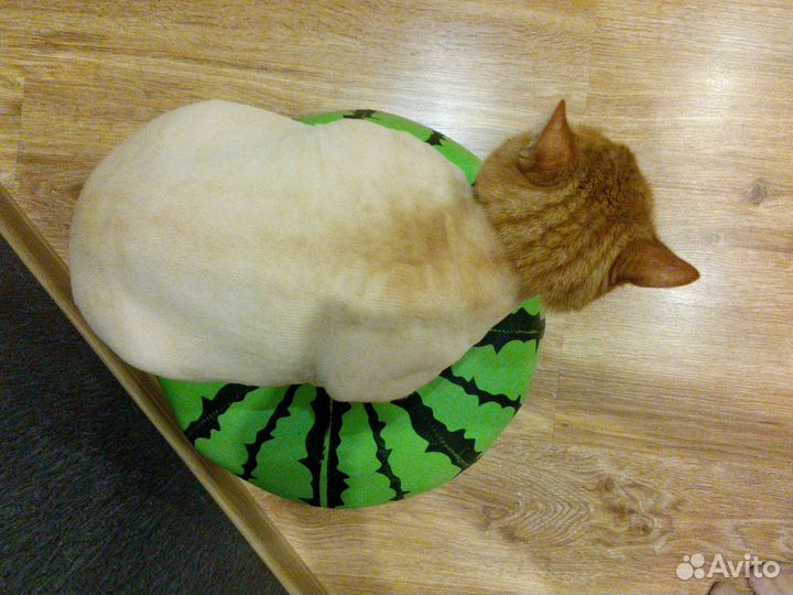 Стрижка котов и кошек с выездом на дом все районы