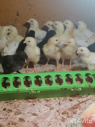 Цыплята кур несушек
