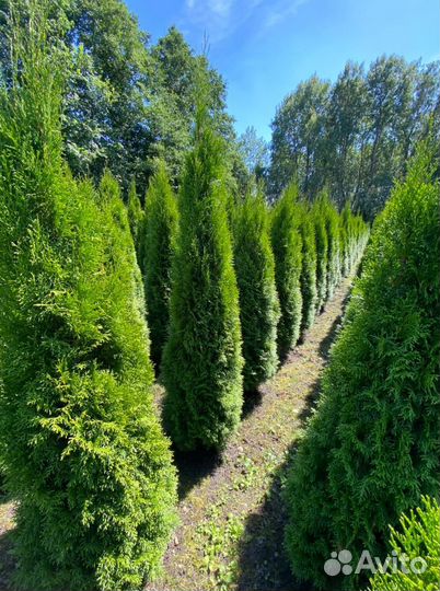 Туя Смарагд 120 см из питомника