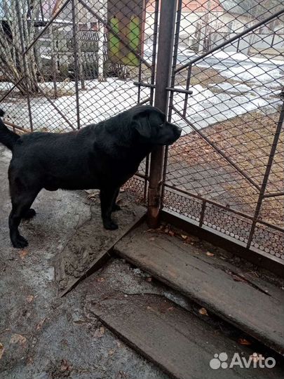 Лабрадор ждёт подружку в гости вязка