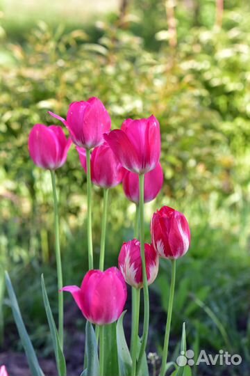 Тюльпаны розовые красные пионовидные, сирень букет