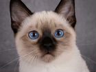 Тайский котенок мальчик объявление продам