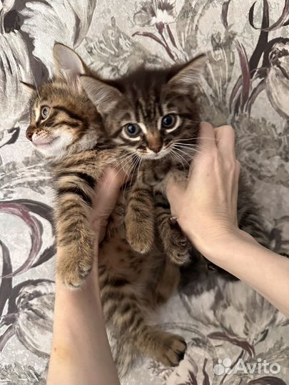 Котята
