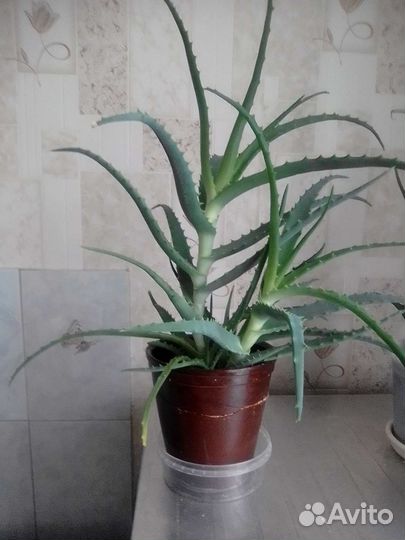 Алоэ столетник