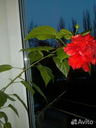 Гибискус махровый красный (Китайская роза)