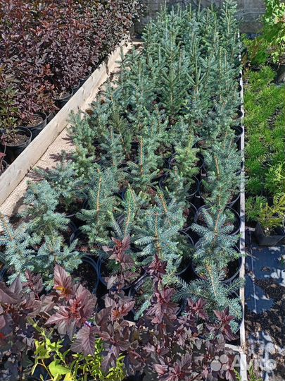 Ель голубая в Красноярске зкс горшок 2/5л