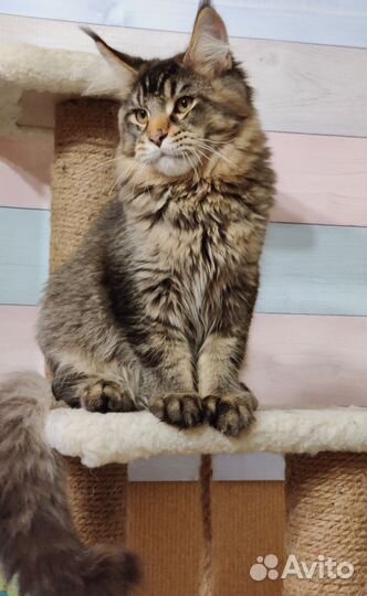 Котята мейн-кун