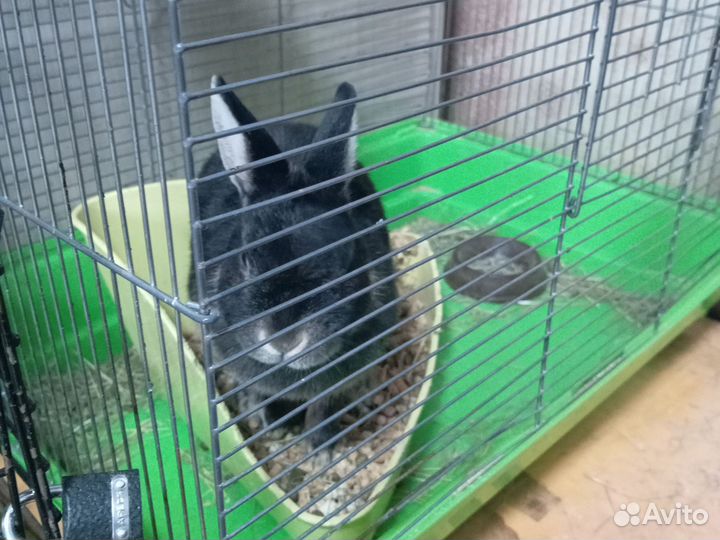 Декоративные кролики