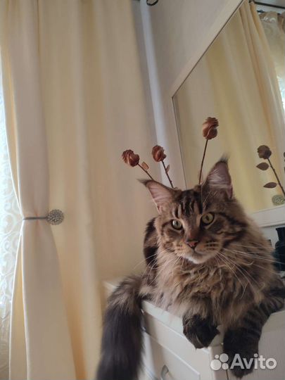 Кот мейн-кун