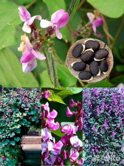 Семена - Декоративная фасоль, Долихос