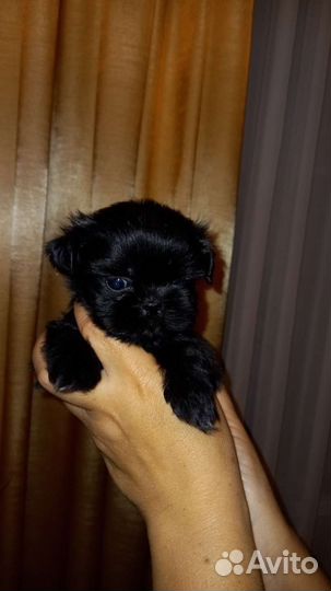 Резерв щенков ши-тцу