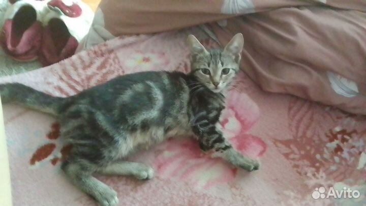 Котенок