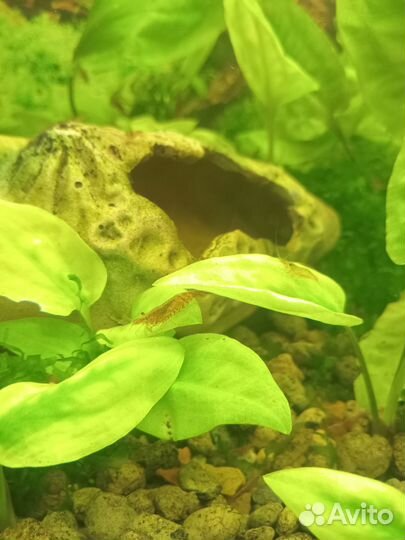 Креветки вишни