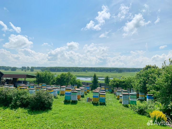 Продам пчелосемьи