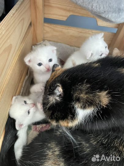 Котята в добрые руки 1 месяц