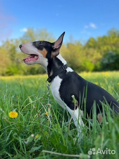 Стандартный бультерьер