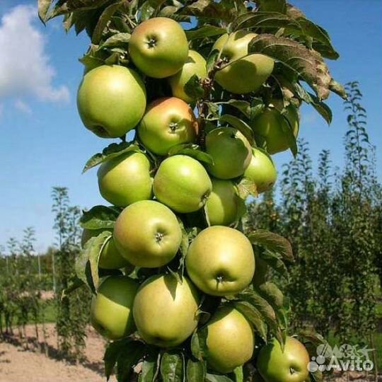 Колоновидные яблони. Саженцы