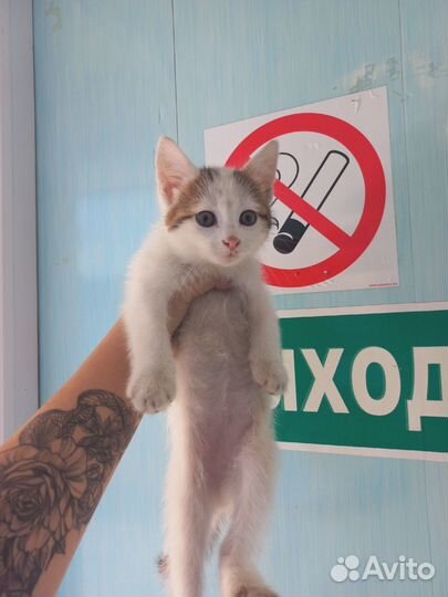 Котенок котик