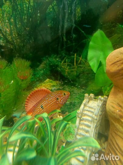 Мальки рыбок