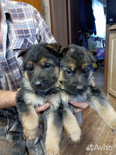 Немецкая овчарка