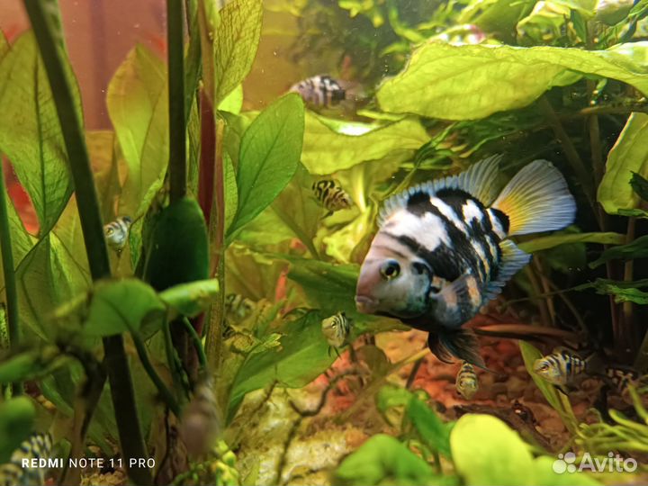 Аквариумные рыбки