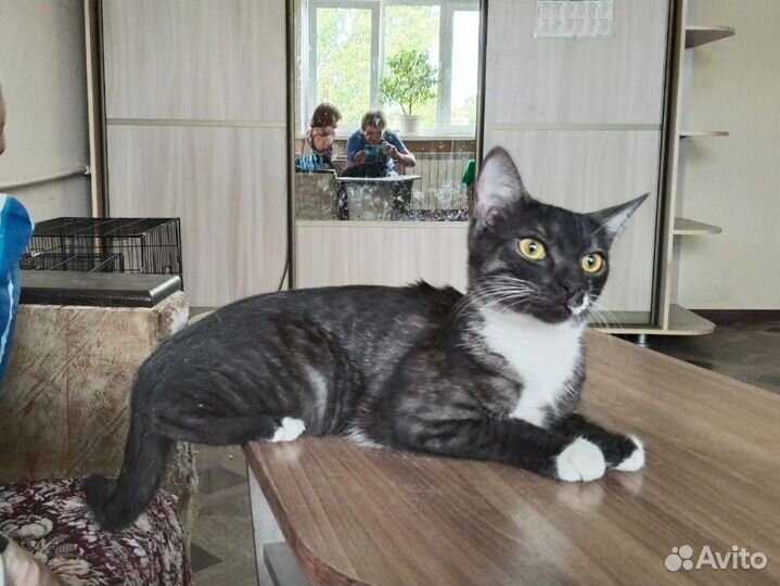 Кошки в добрые руки