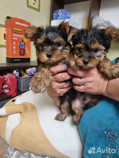 Йоркширский терьер