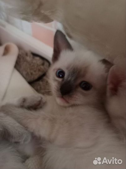 Котята в добрые руки бесплатно