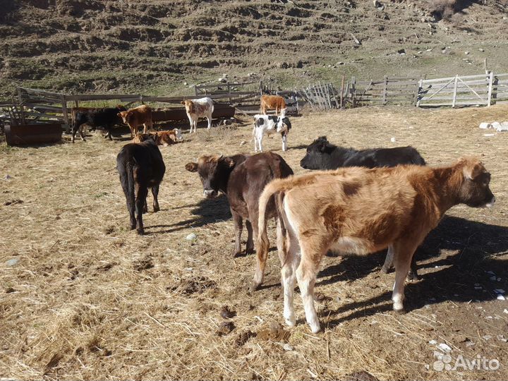 Бычок И телки