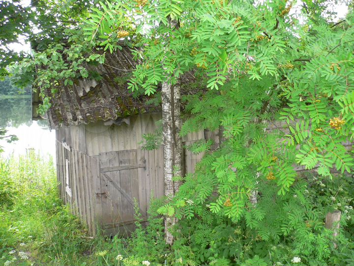 Участок 50 сот. (ИЖС)