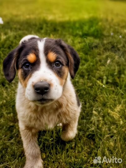 Щенок девчока 2-3 месяца