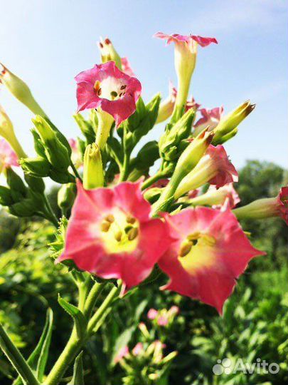 Семена табак