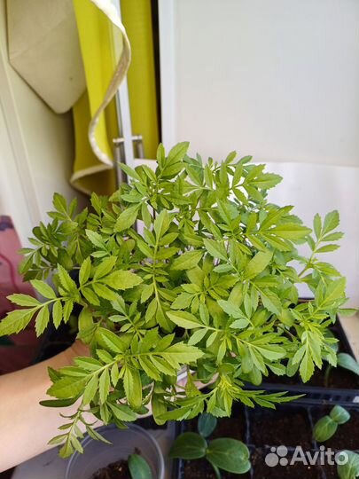 Бархатцы рассада