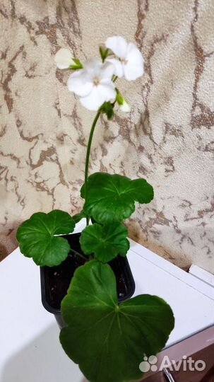 Герань пеларгония белая и розовая цветущая