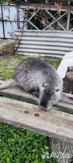 Нутрии на племя