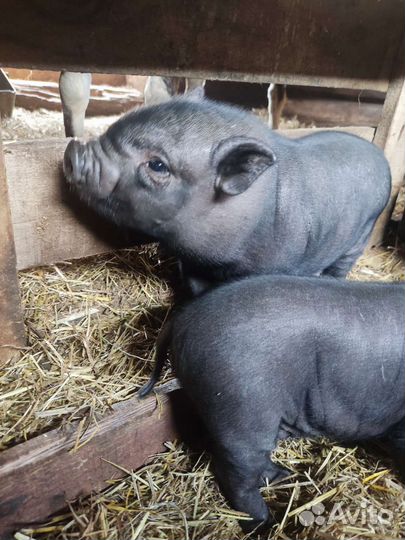 Коровы, свиньи и другие