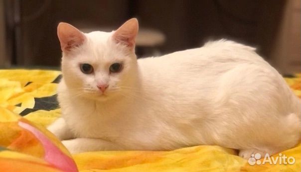 Кошечка Шуня