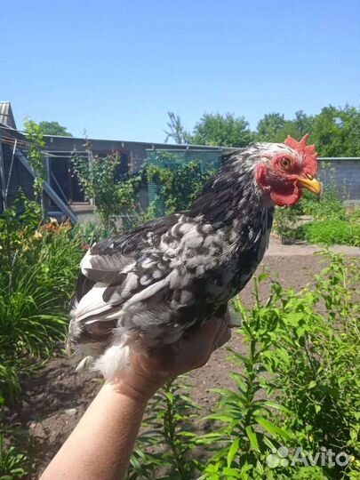 Карликовый кохинхин