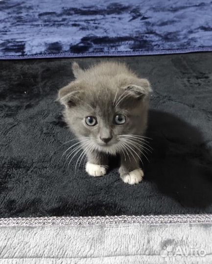 Отдаю в добрые руки котенка (девочка)