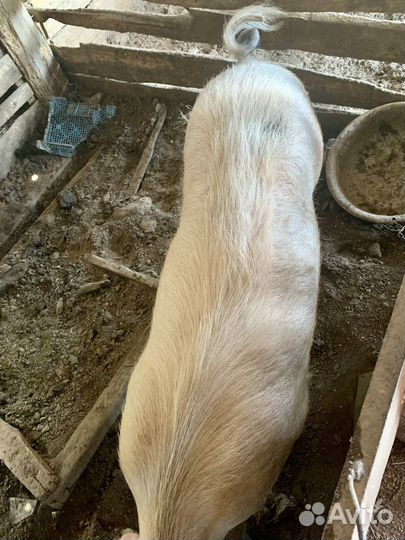 Хряк ландрас