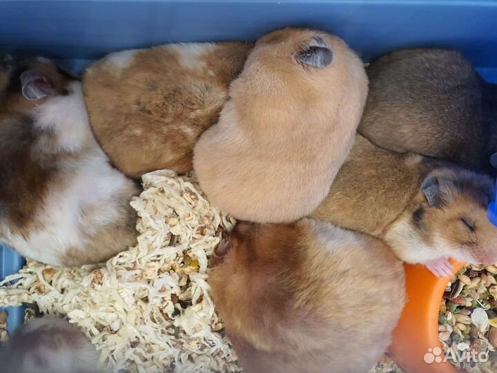 Сирийцы атласные пятнистые,колобки