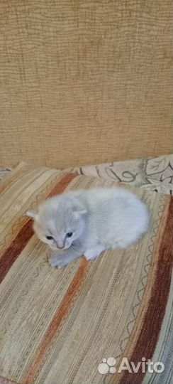 Шотландская вислоухая кошка