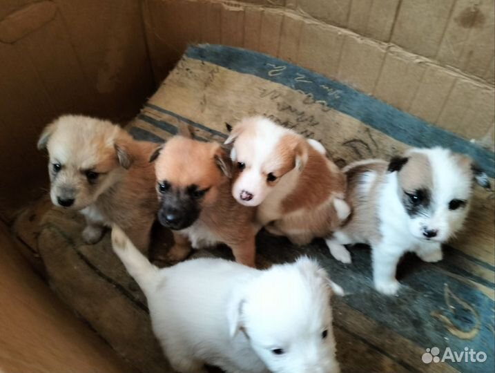 Щенки