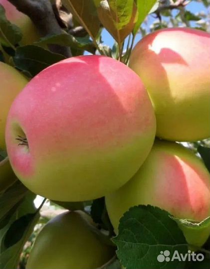 Яблоки Синап